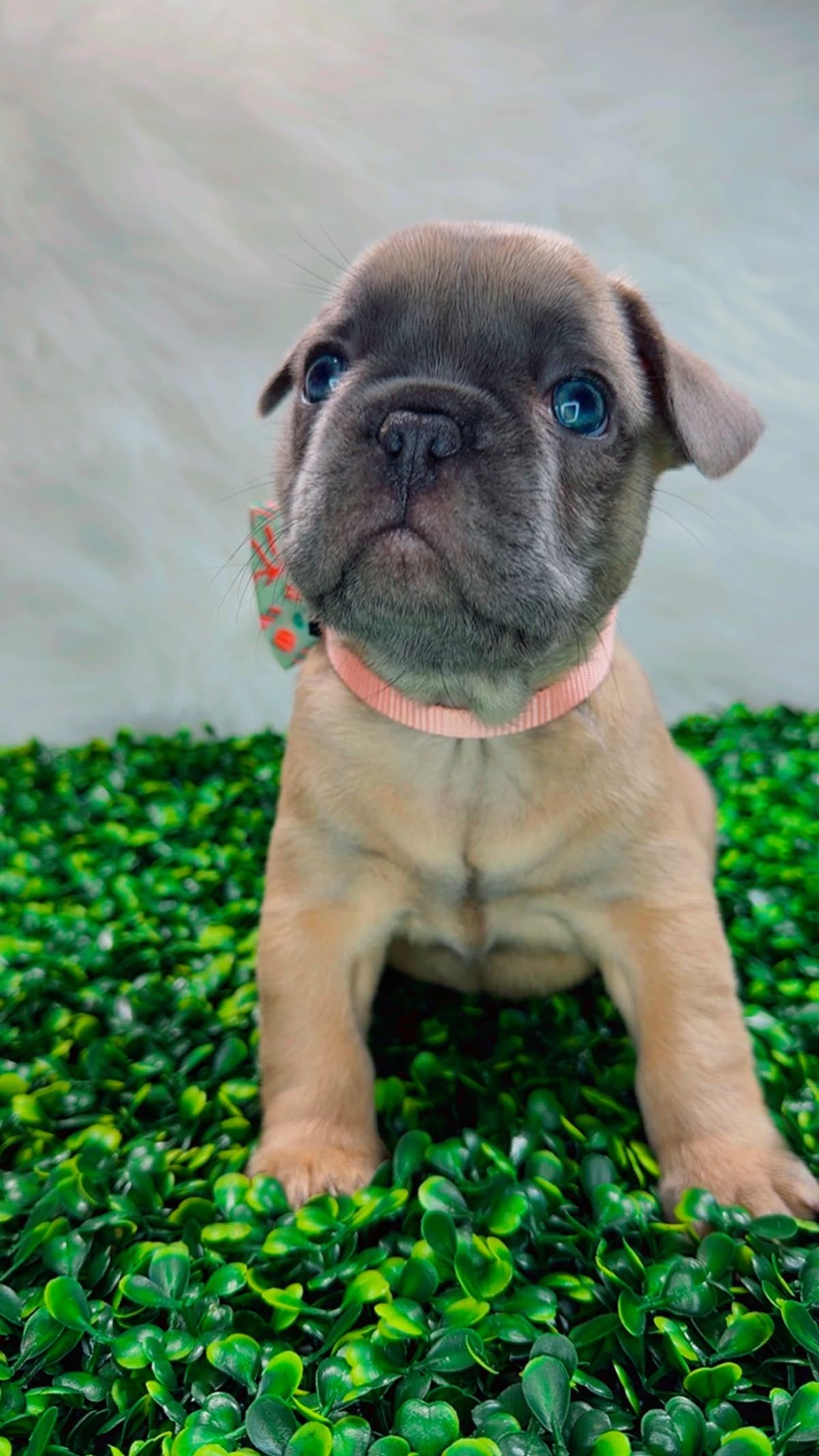 French Bulldog Puppies breeder image 4