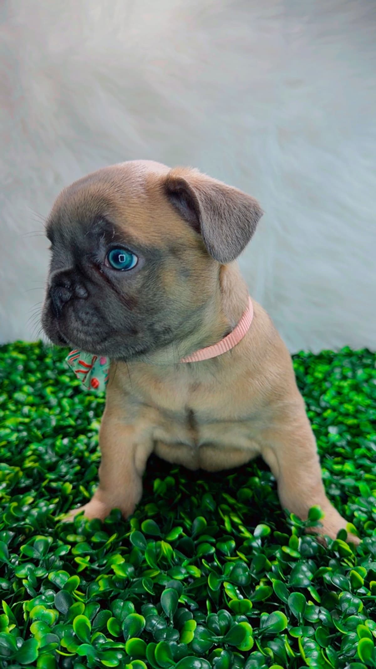 French Bulldog Puppies breeder image 3