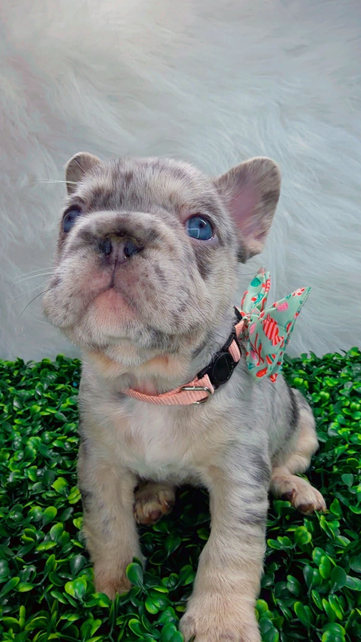 French Bulldog Puppies breeder image 8