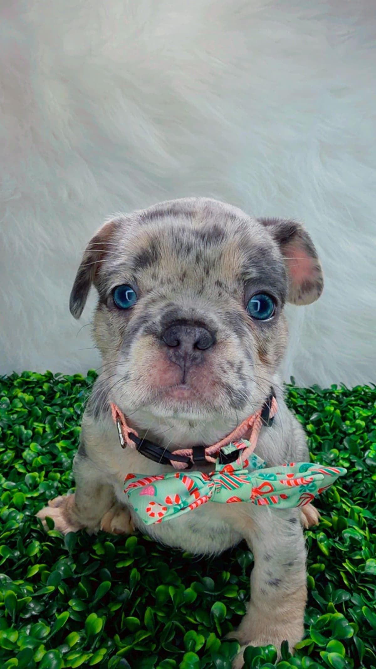 French Bulldog Puppies breeder image 7