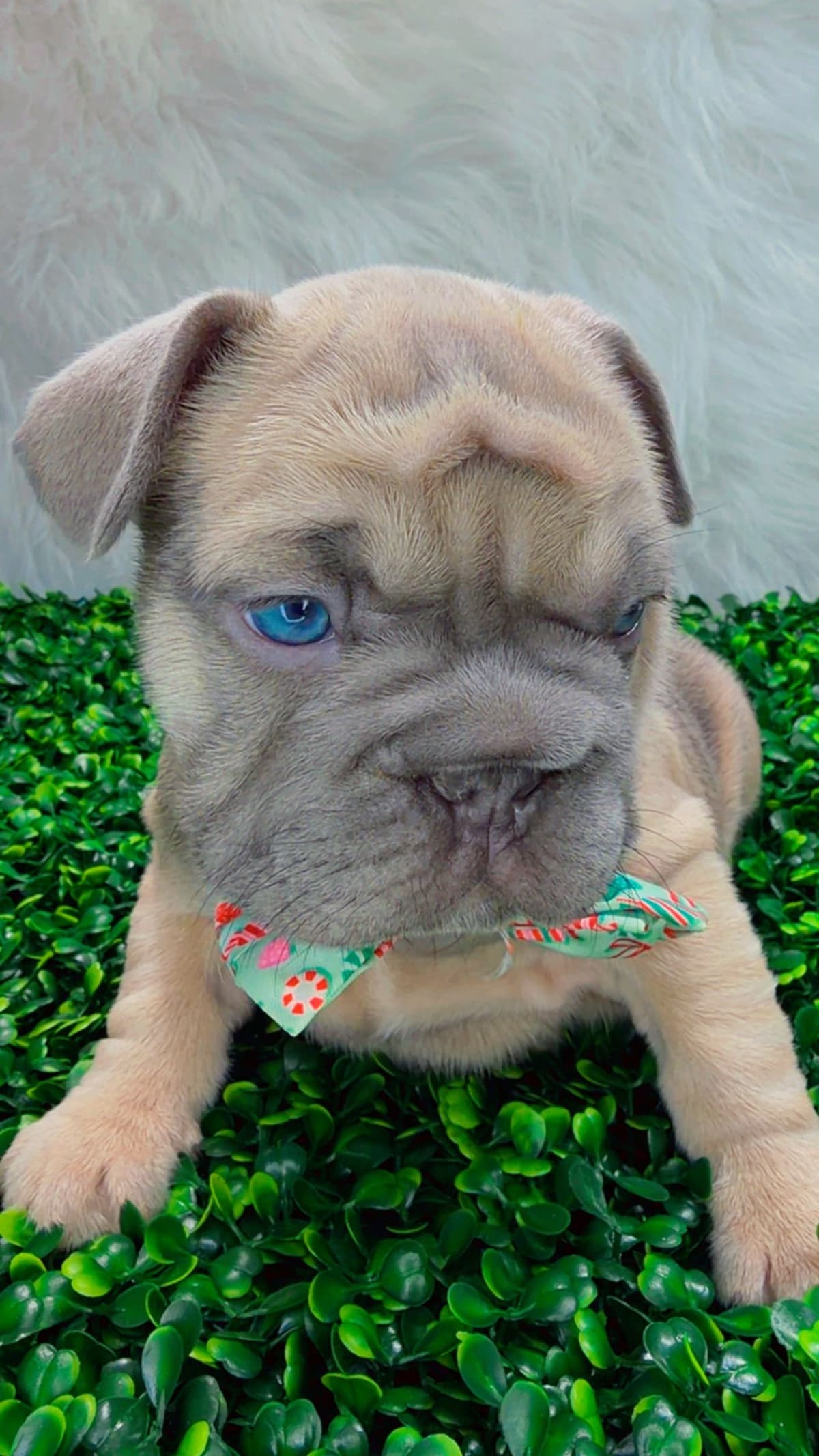 French Bulldog Puppies breeder image 10