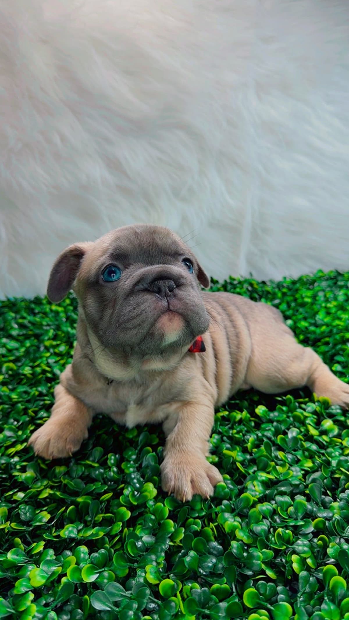 French Bulldog Puppies breeder image 11