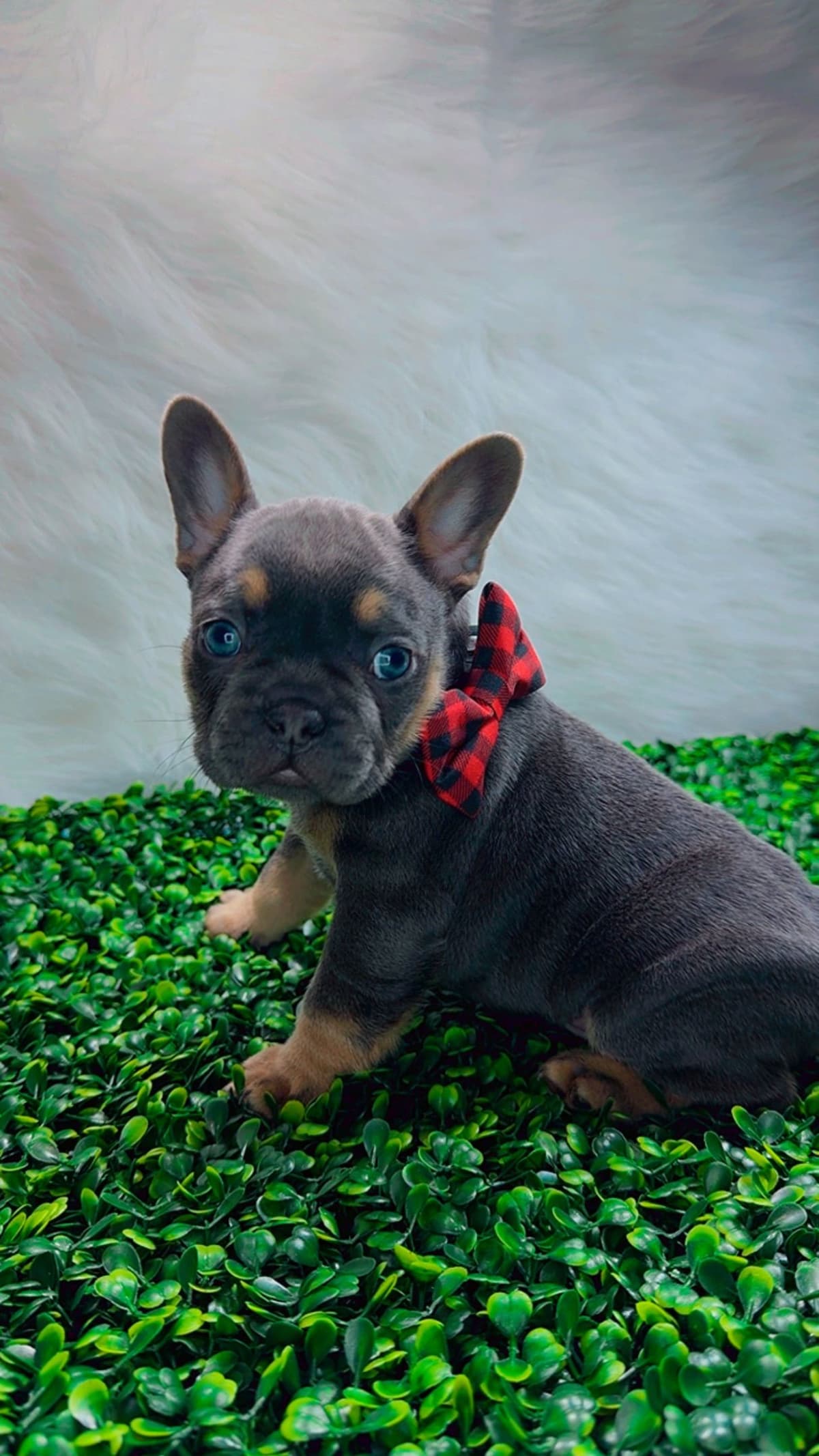 French Bulldog Puppies breeder image 17