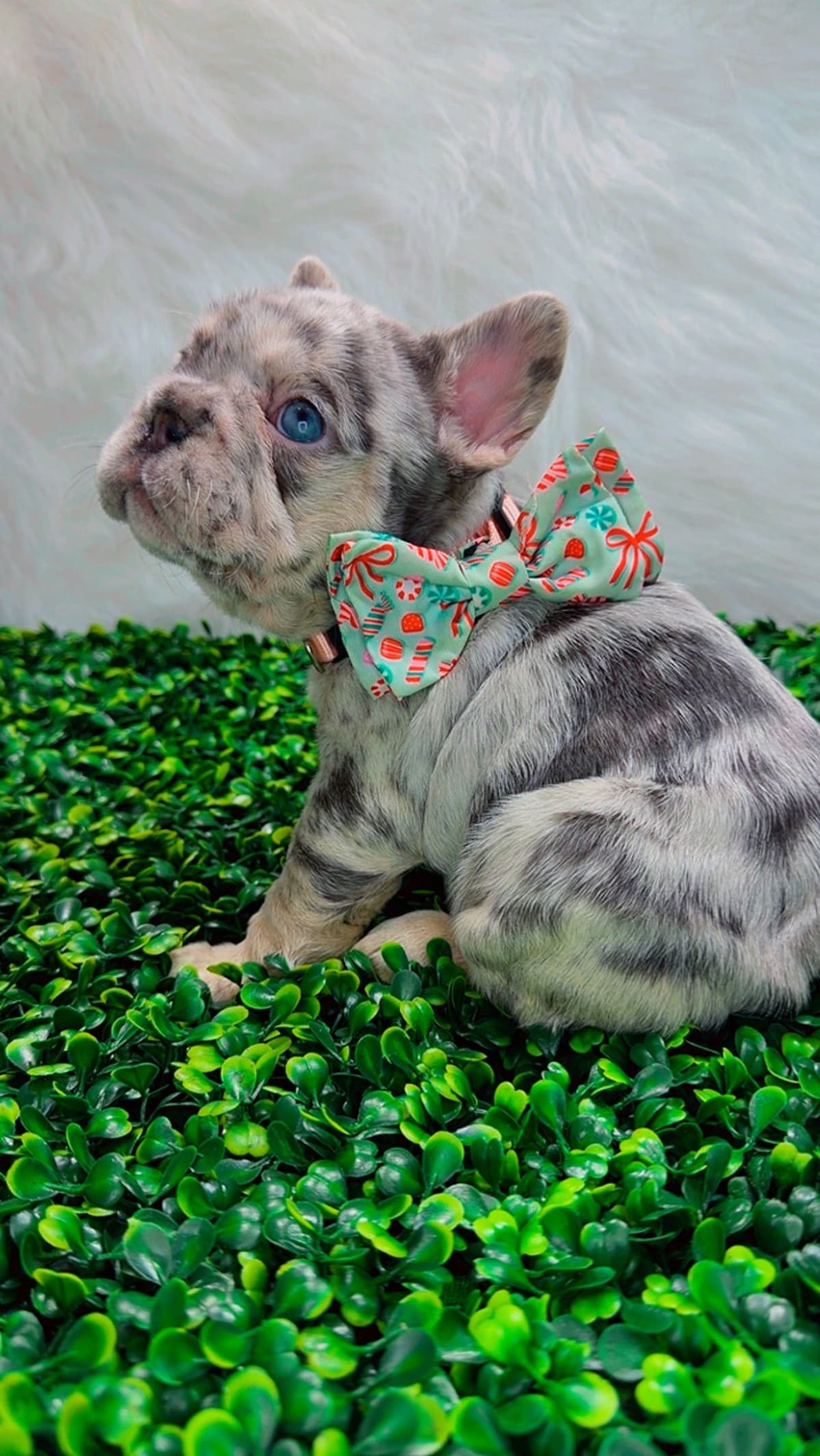 French Bulldog Puppies breeder image 12