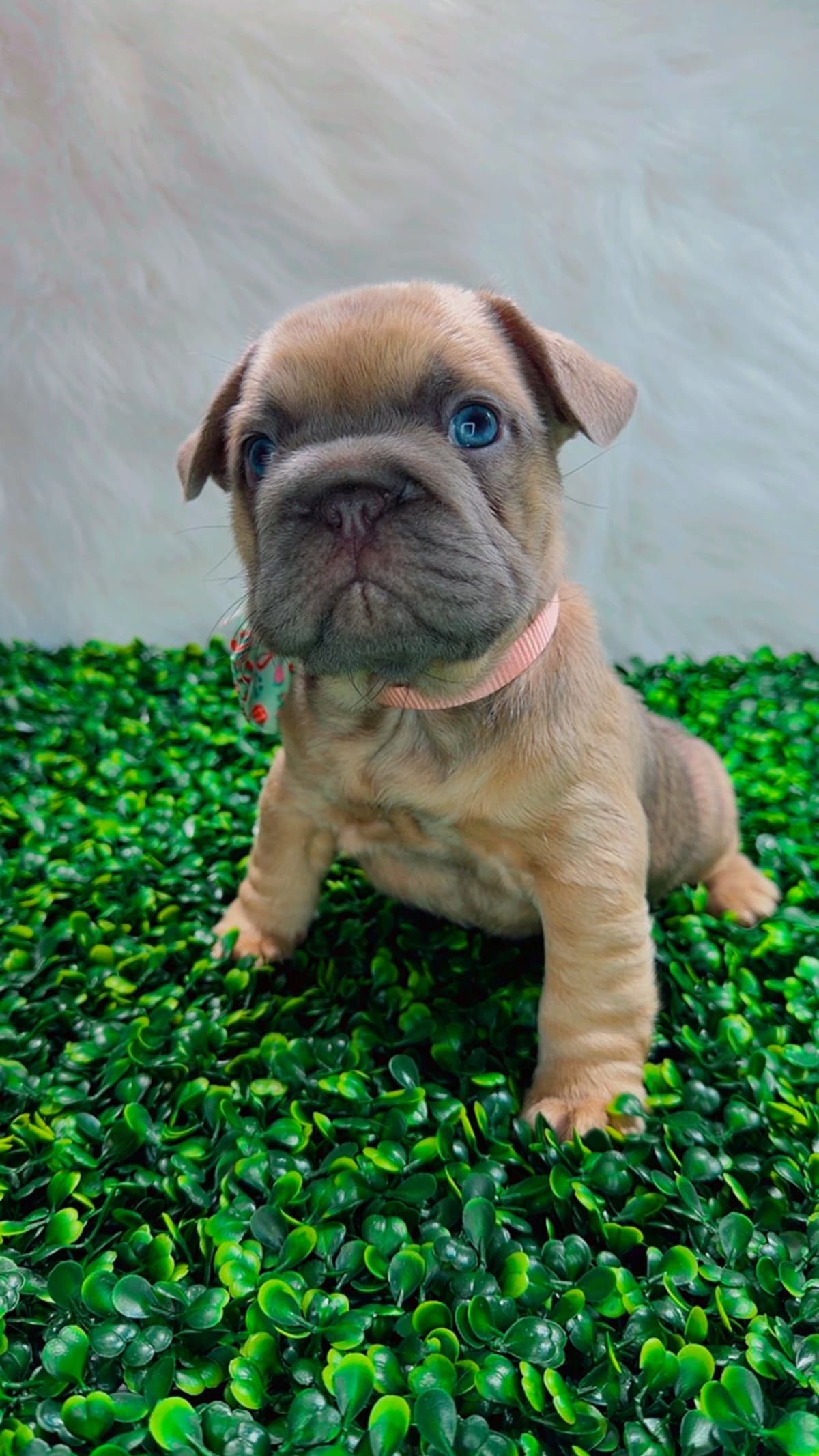 French Bulldog Puppies breeder image 15