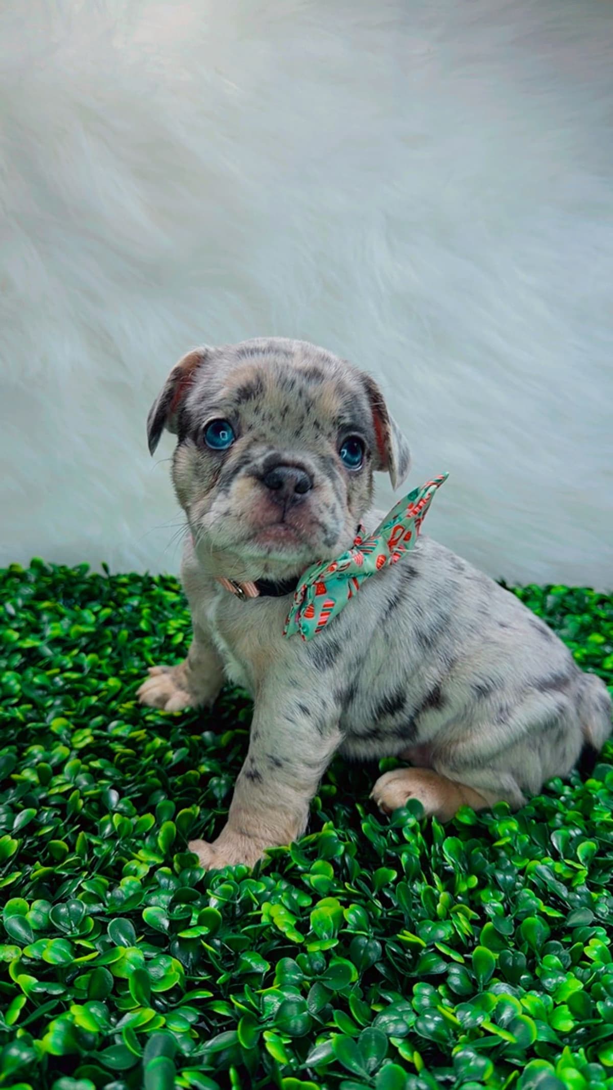 French Bulldog Puppies breeder image 20