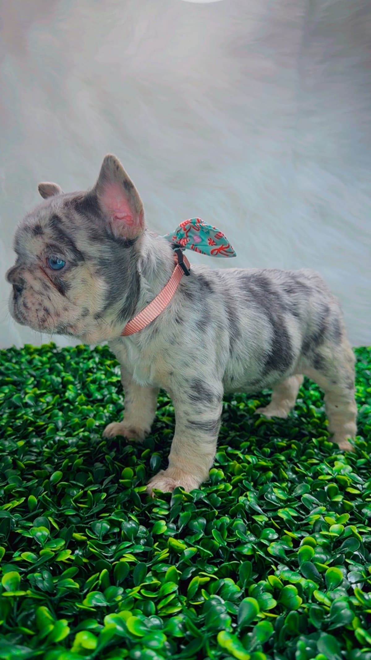 French Bulldog Puppies breeder image 14
