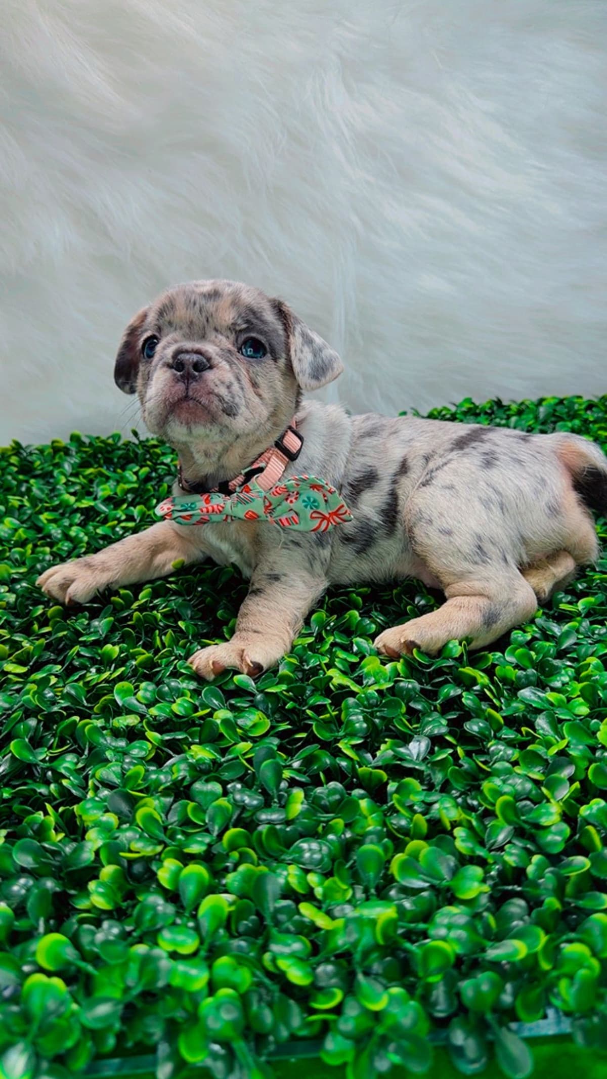French Bulldog Puppies breeder image 16