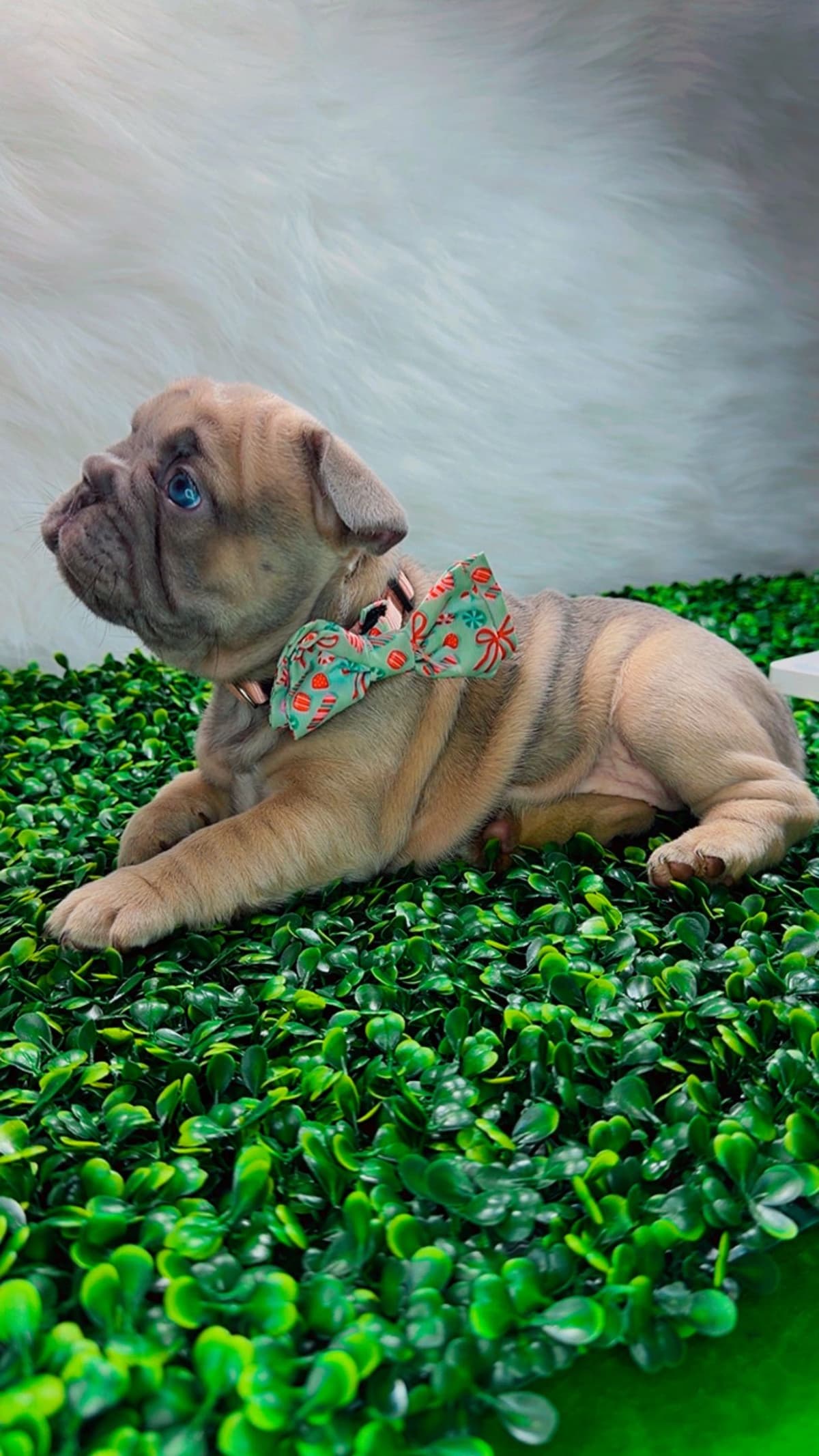 French Bulldog Puppies breeder image 19