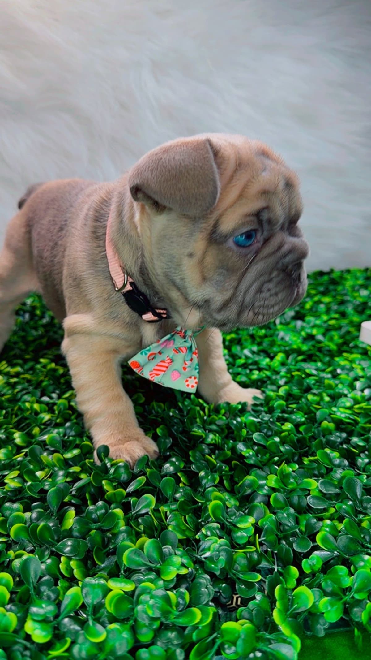 French Bulldog Puppies breeder image 13