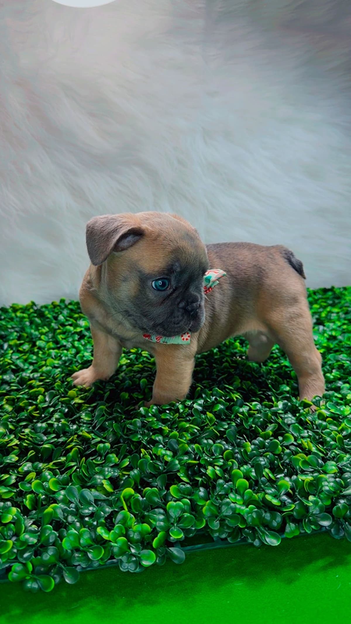 French Bulldog Puppies breeder image 18