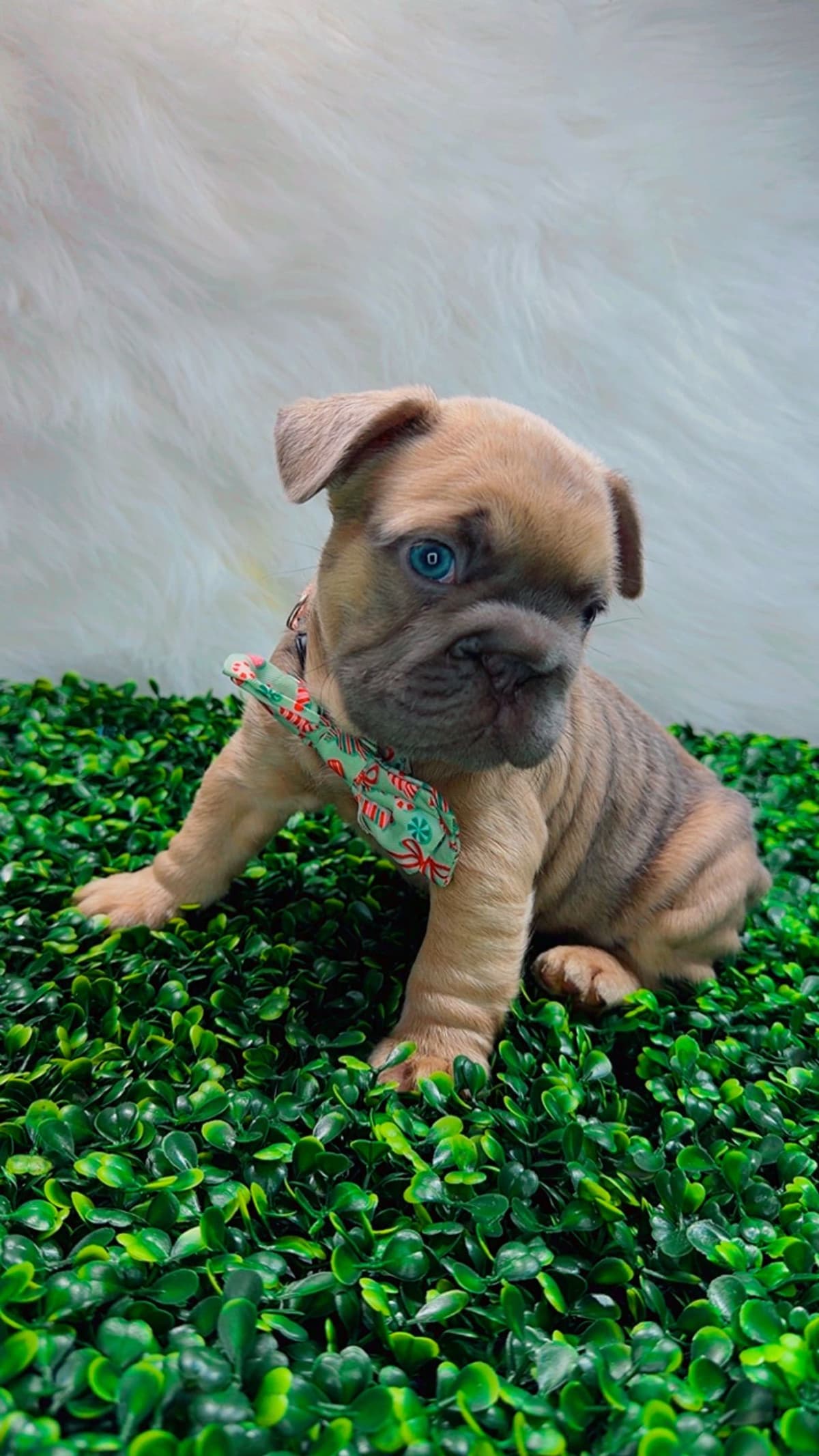 French Bulldog Puppies breeder image 23