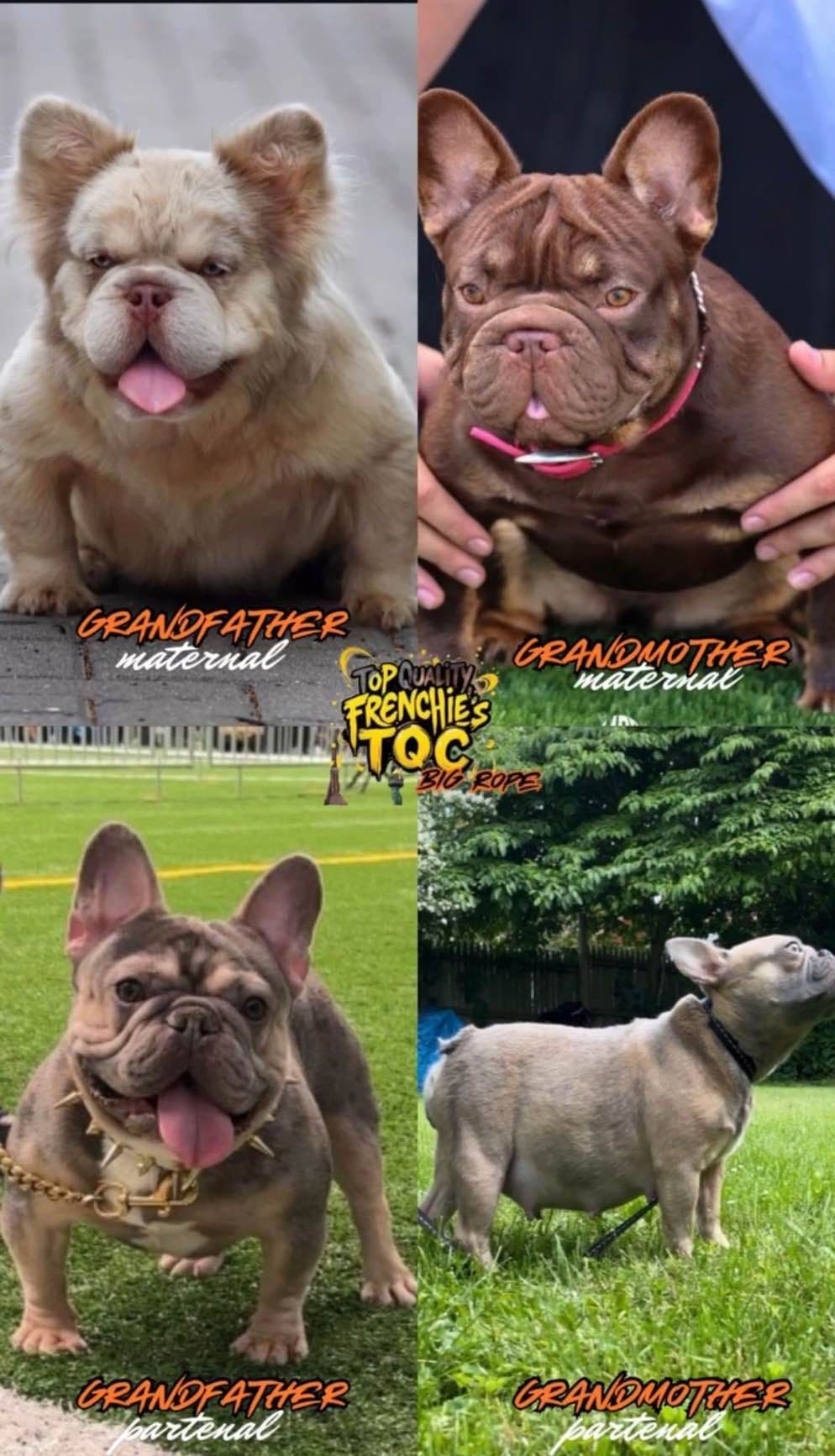 French Bulldog Puppies breeder image 21