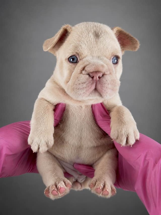 French Bulldog Puppies media 3