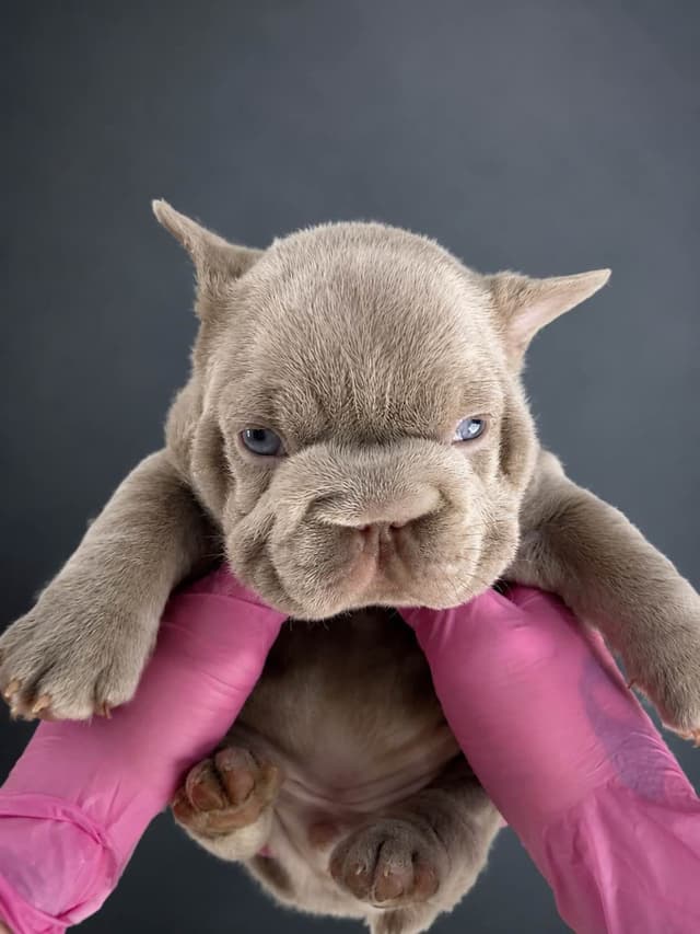 French Bulldog Puppies media 4