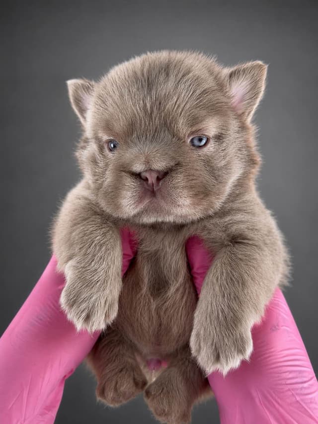 French Bulldog Puppies media 2
