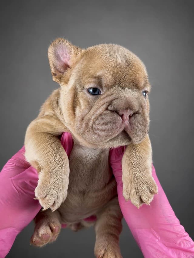French Bulldog Puppies media 5