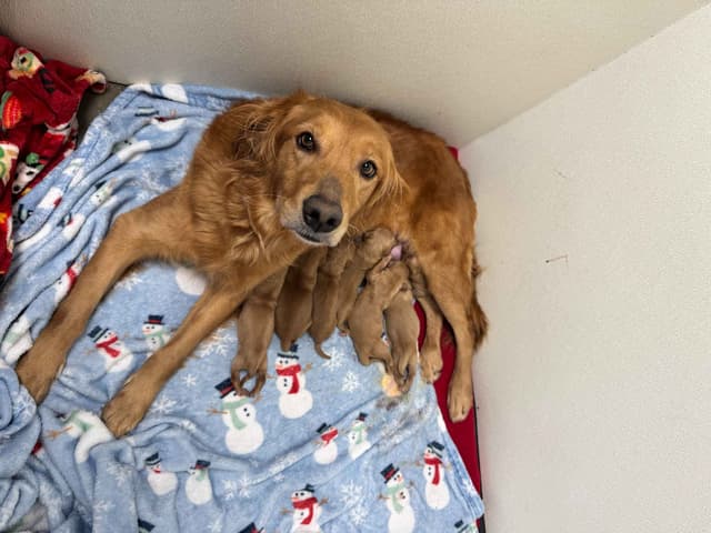 Golden Retriever Puppies media 2