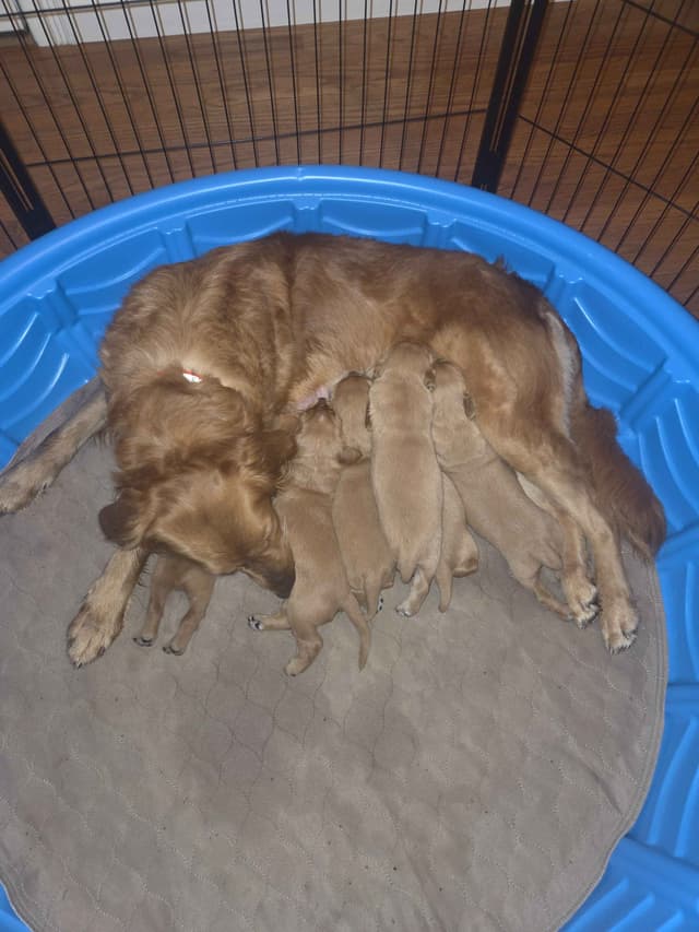 Golden Retriever Puppies media 3