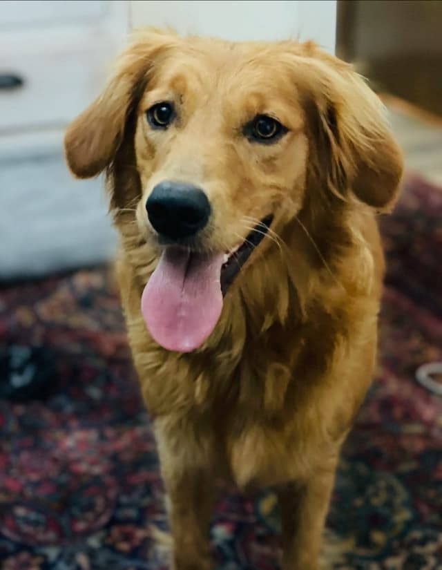 Golden Retriever Puppies media 4