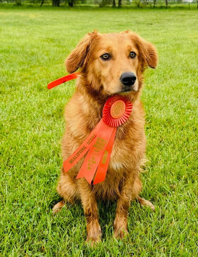 Golden Retriever Puppies media 7