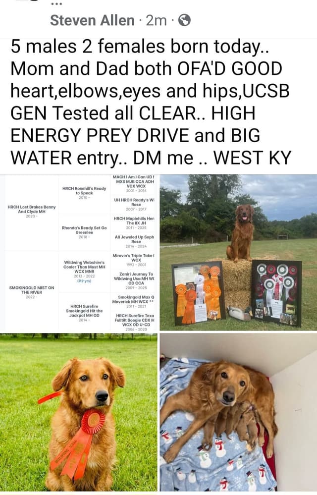 Golden Retriever Puppies media 10