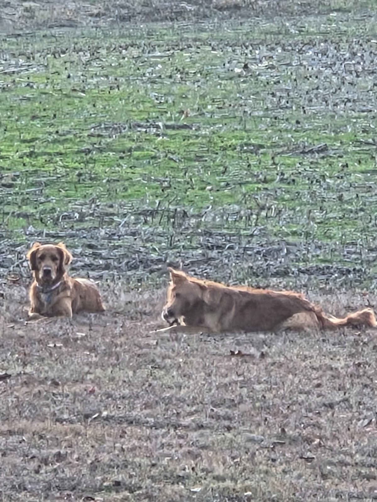 Golden Retriever Puppies breeder image 4