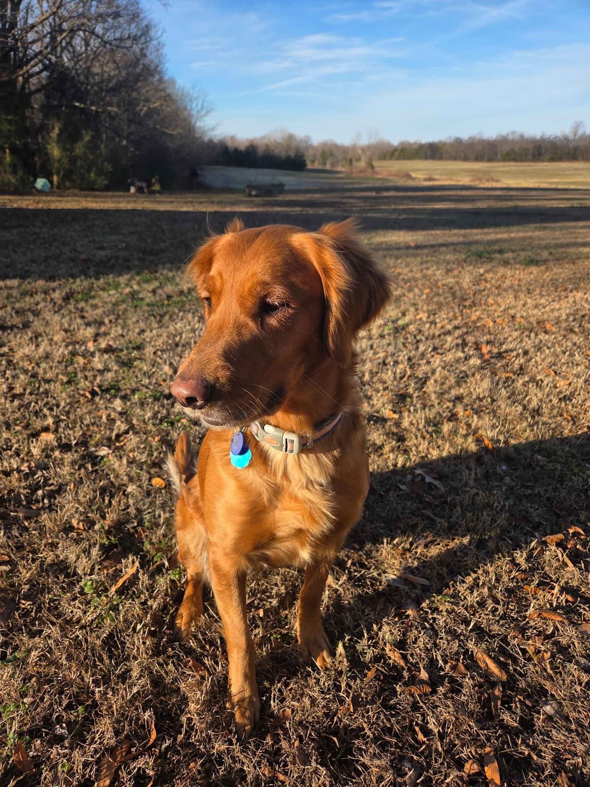 Golden Retriever Puppies breeder image 5