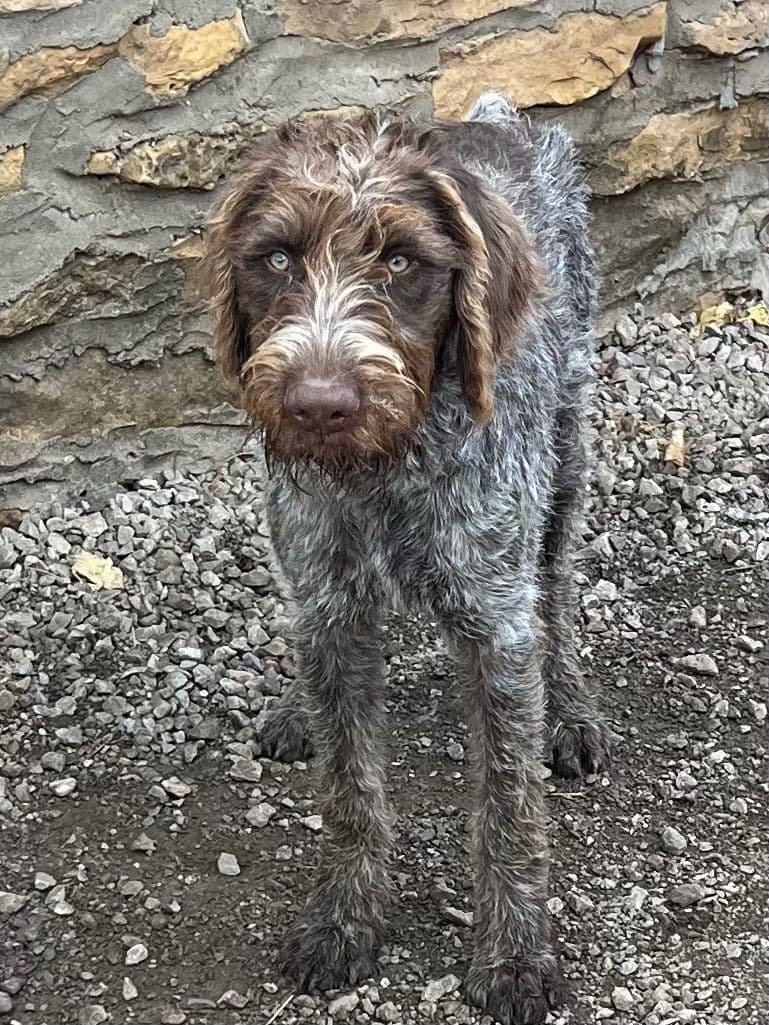 German Wirehaired Pointer Puppies breeder image 2