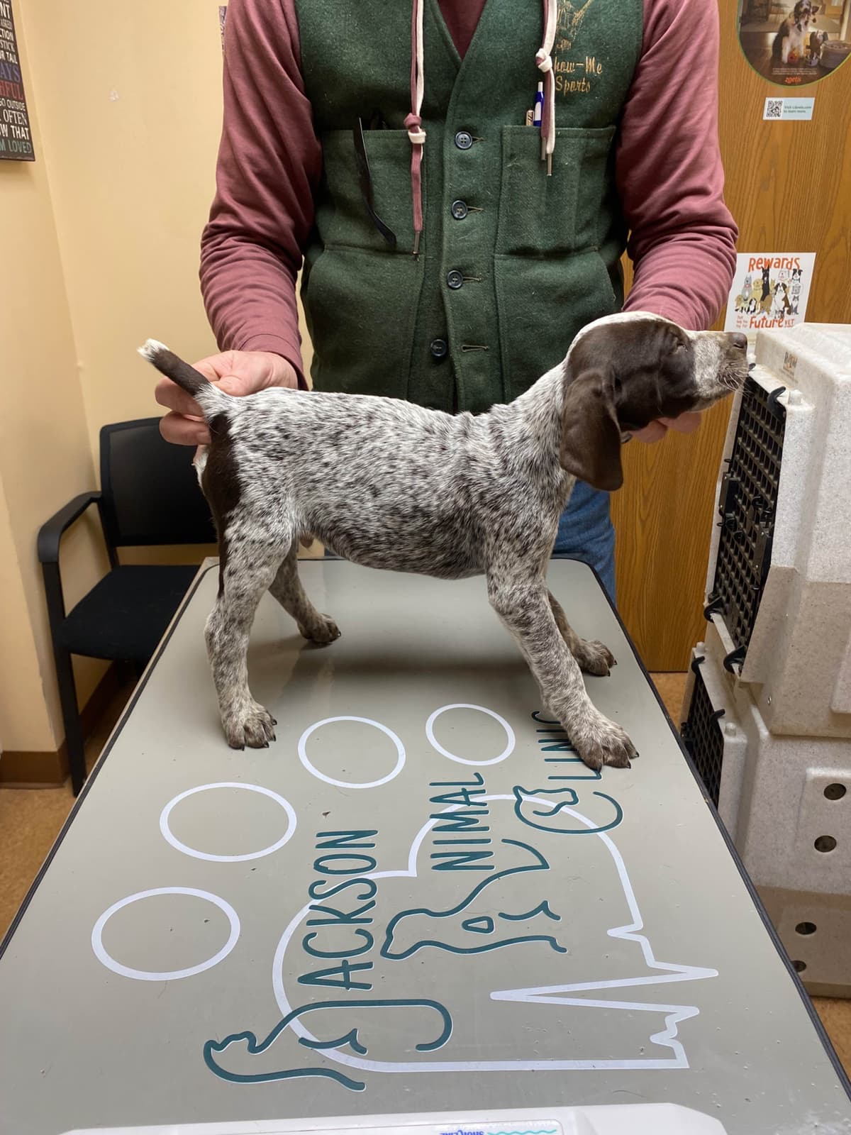 German Wirehaired Pointer Puppies breeder image 4
