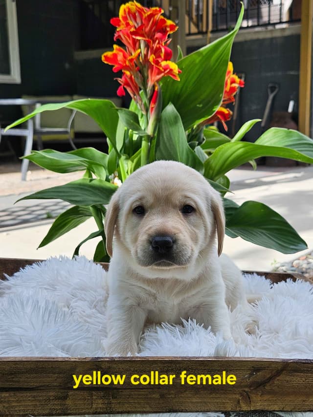 Labrador Retriever Puppies media 2