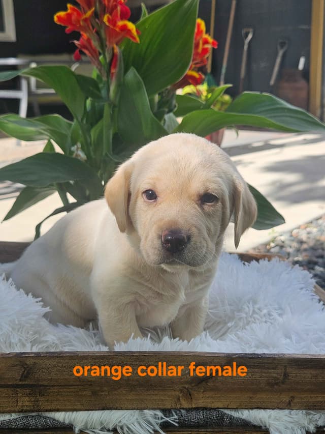 Labrador Retriever Puppies media 3