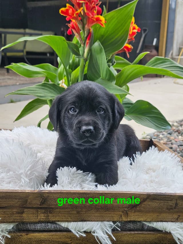 Labrador Retriever Puppies media 4