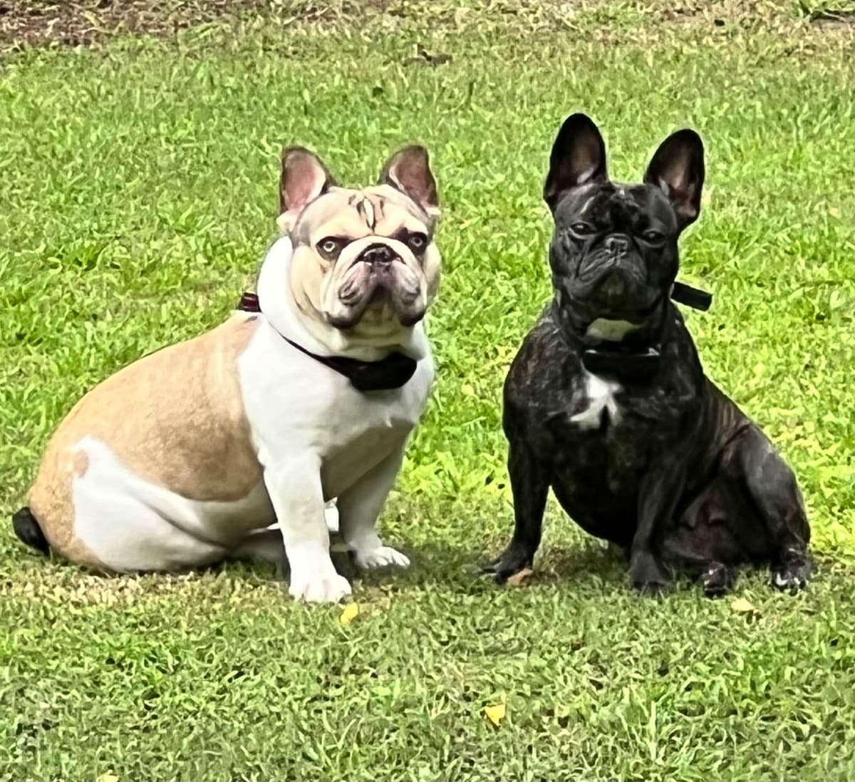 French Bulldog Pups breeder image 1