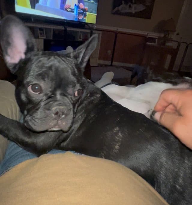 French Bulldog Pups media 2