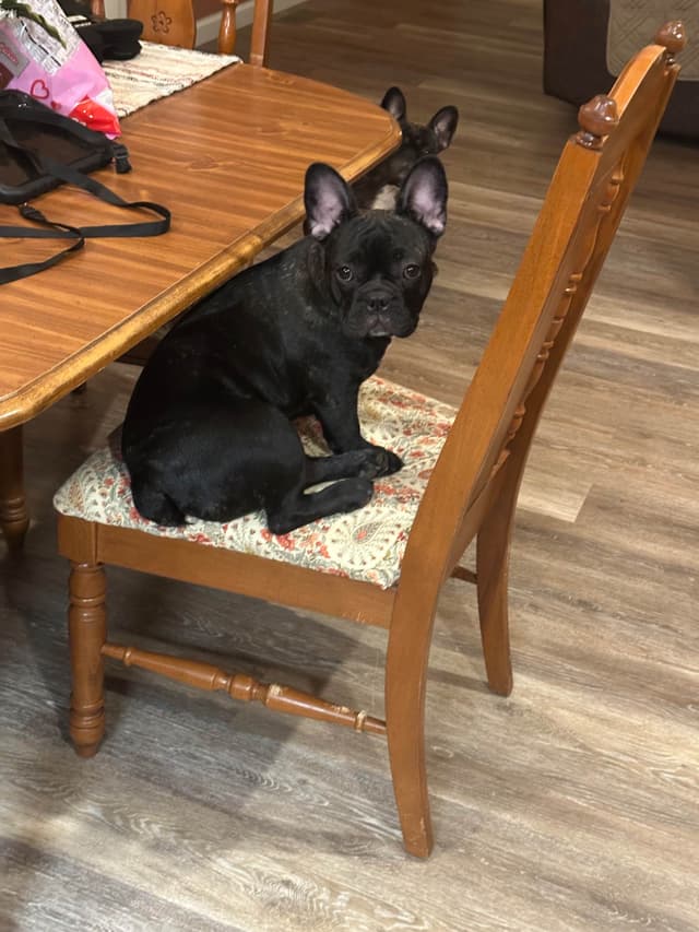 French Bulldog Pups media 3