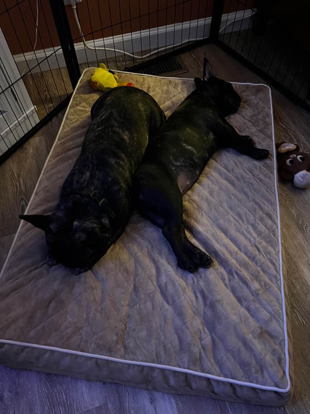French Bulldog Pups media 4
