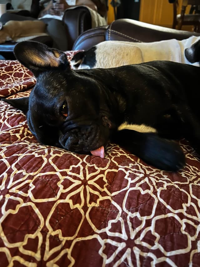 French Bulldog Pups media 5