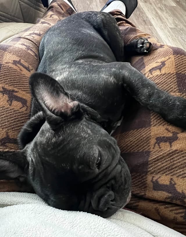 French Bulldog Pups media 6