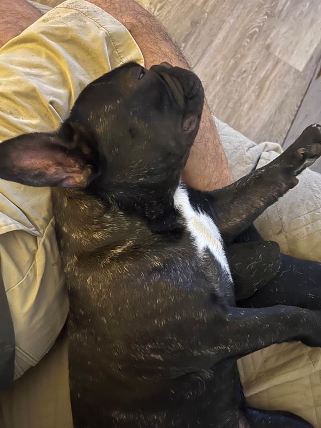 French Bulldog Pups media 7