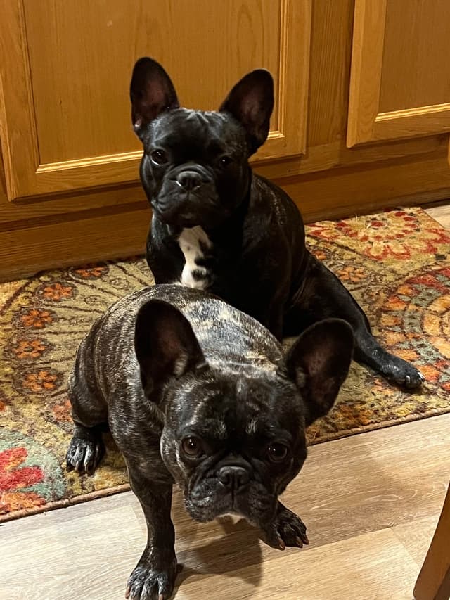 French Bulldog Pups media 8