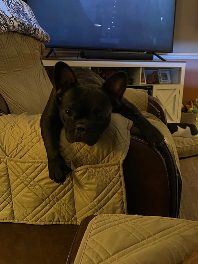 French Bulldog Pups media 9