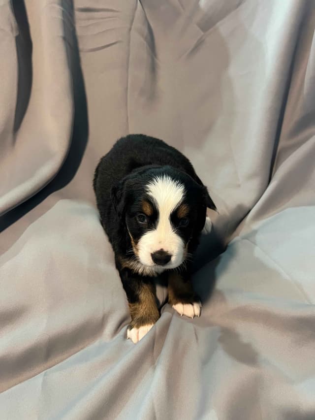 Bernese Mountain Dog Puppies media 2