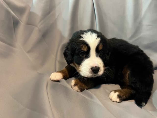 Bernese Mountain Dog Puppies media 3