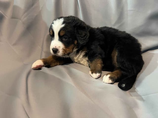 Bernese Mountain Dog Puppies media 4