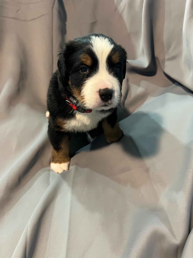 Bernese Mountain Dog Puppies media 5