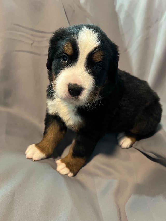 Bernese Mountain Dog Puppies media 6