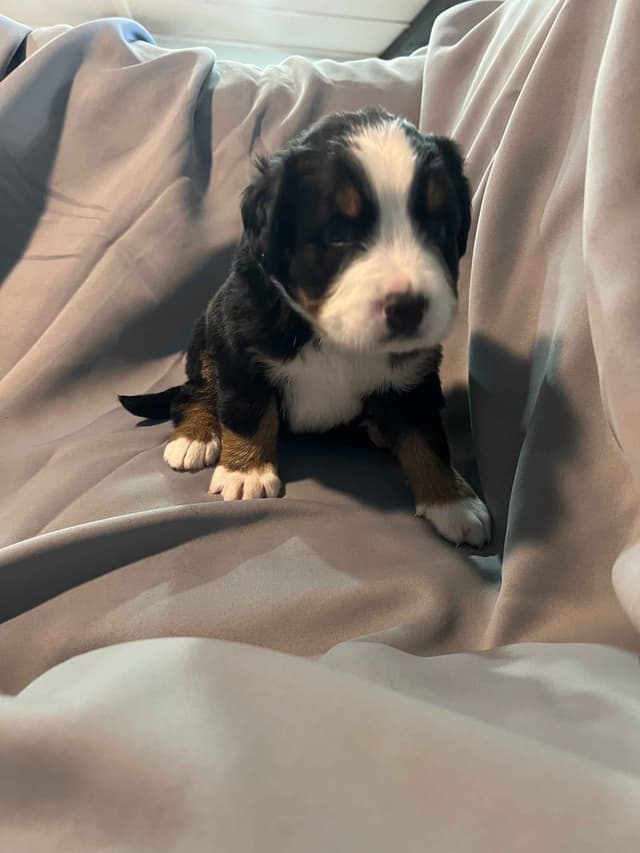 Bernese Mountain Dog Puppies media 7