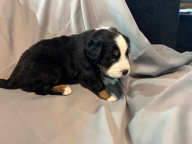Bernese Mountain Dog Puppies media 8