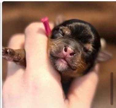 Yorkshire Terrier Puppies breeder image 1